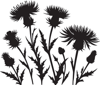 Milk thistle flowers silhouette vector art illustration