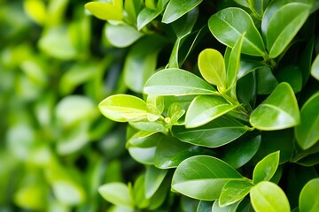 Obraz premium Fresh Green Leaves with Soft Lighting Perfect for Natural Background Use : Generative AI