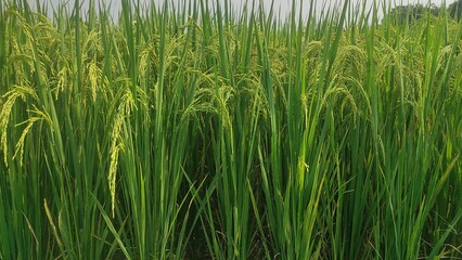 Obraz premium Rice crop ready for harvest.