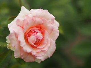 バラ　ピエール ドゥ ロンサール