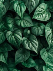 Fototapeta premium Tropical Monstera Leaves with Deep Green Hues and Unique Patterns : Generative AI