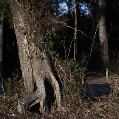 Obraz premium tree in the forest