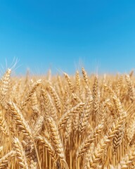 Fototapeta premium Serene Golden Wheat Field Under Clear Blue Sky