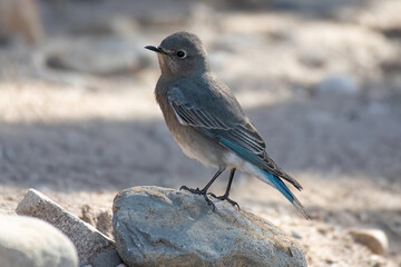 bluebird perched on a rock