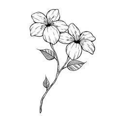 hand drawing flower with leaves. beautiful flower sketch illustration
