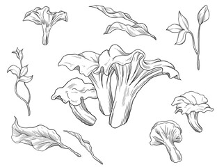 chanterelle mushroom fungi sketch illustration © agum