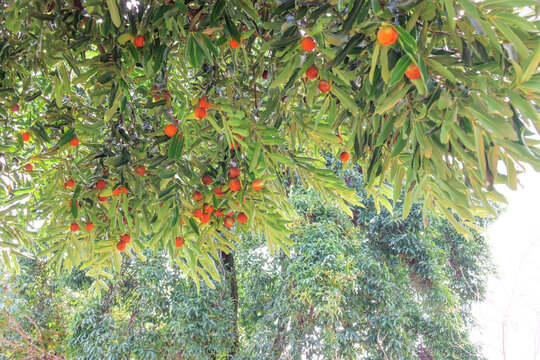 Tree and fruits of Diospyros malabarica, the gaub tree, Malabar ebony, black-and-white ebony or pale moon ebony.