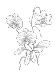 Orchid flower botanical painting illustration