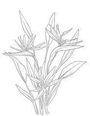 Bird of Paradise Strelitzia flower digital painting illustration