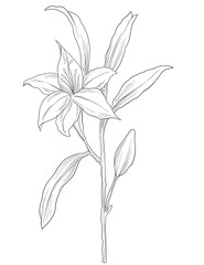 Campanula belflower digital sketch illustration