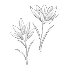 crocus vernus wild flower digital sketch illustration