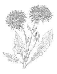 Taraxacum officinale wild flower digital sketch illustration