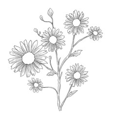 Daisy chamomile flower sketch botanical illustration