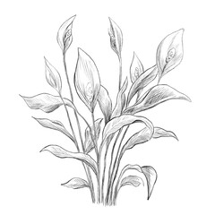 White anthurium botanical sketch illustration