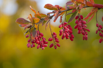 Vibrant barberry berries, also known as berberis vulgaris, hang on leafy branches