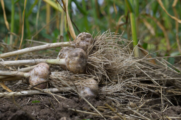 Fresh organic garlic bulbs harvested from a vegetable garden