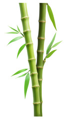 Fototapeta premium bamboo isolated on white background