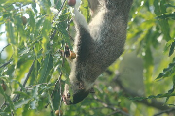 Sri Lanka Giant Squirrel in Sri Lanka 
