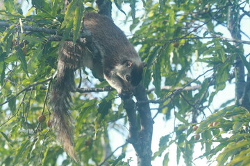Sri Lanka Giant Squirrel in Sri Lanka 