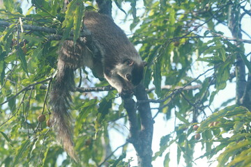 Sri Lanka Giant Squirrel in Sri Lanka 