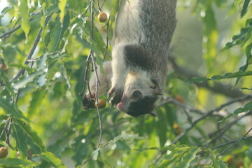 Sri Lanka Giant Squirrel in Sri Lanka 
