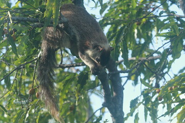 Sri Lanka Giant Squirrel in Sri Lanka 