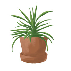 succulent plant botanical painting illustration