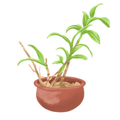 orchid plant botancal painting illustration in pot