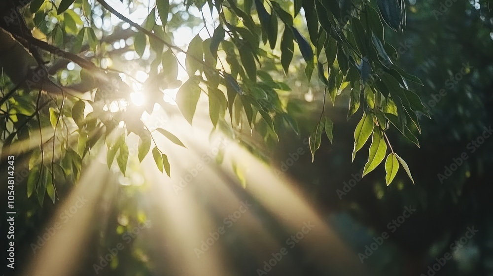 Poster sunlight streaming through green leaves of a tree, creating a warm and inviting glow.