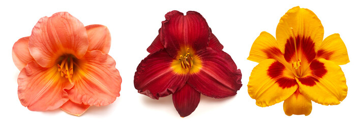 Collection daylily head flowers isolated on white background. Flat lay, top view