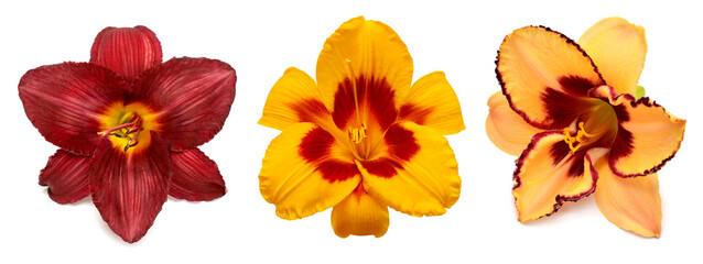 Collection daylily head flowers isolated on white background. Flat lay, top view