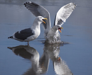 Sea Gull Squabble