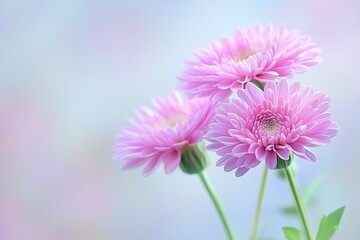 Obraz premium Delicate Pink Chrysanthemums on a Soft Pastel Background for Elegant Floral Decor : Generative AI