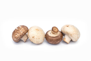 Group of white and brown whole fresh champignon mushrooms arranged in rows isolated on white background.