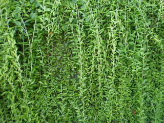green grass background