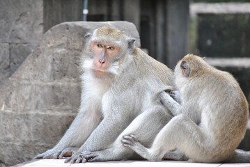 mother and baby macaque