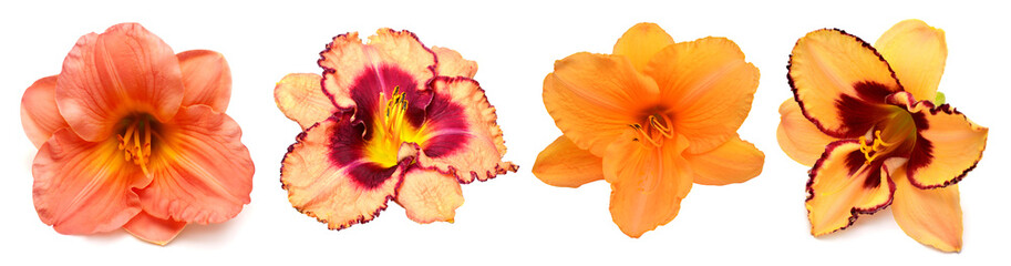 Collection daylily head flowers isolated on white background. Flat lay, top view