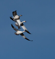 Snow geese in flight