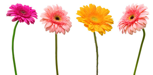 Collection beautiful delicate flowers gerberas isolated on white background. Fashionable creative floral composition. Summer, spring. Flat lay, top view