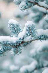 Closeup of SnowCovered Blue Spruce Branches in Winter with Soft Light : Generative AI