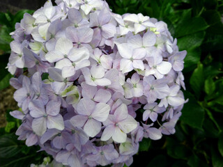 pink hydrangea flowers