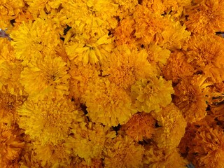 orange flower background