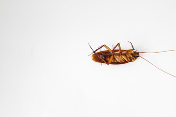 Dead cockroach lying isolated on white background.