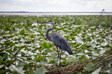 wild birds marsh wetlands river everglades natural water 