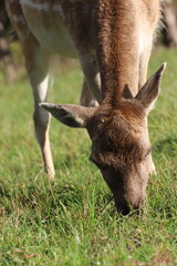 beautiful fallow deer eating grass