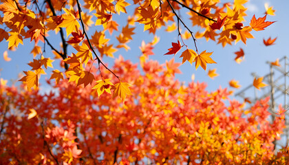 Naklejka premium autumn leaves background The spring leaves are floating in the sky, which is very pleasing to the eyes.