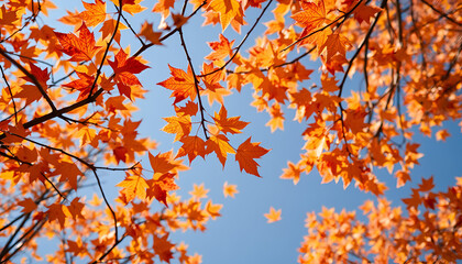 Fototapeta premium autumn leaves background The spring leaves are floating in the sky, which is very pleasing to the eyes.