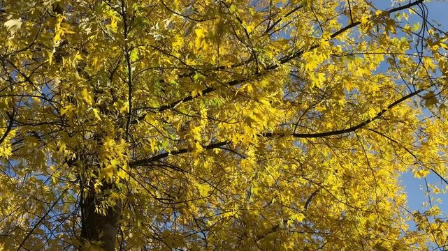 Autumn yellow leaves on a tree.
