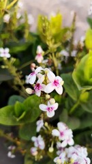 pink and white flowers