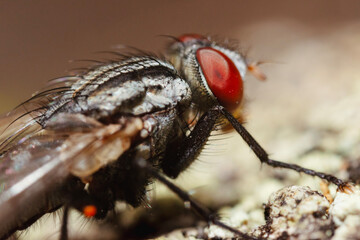 Sarcophagidae are a family of flies commonly known as flesh flies.